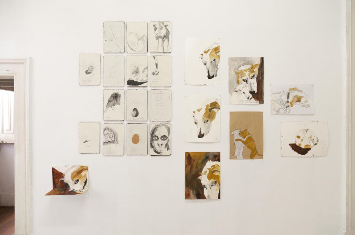 Looking at Animals, by Joana Villaverde