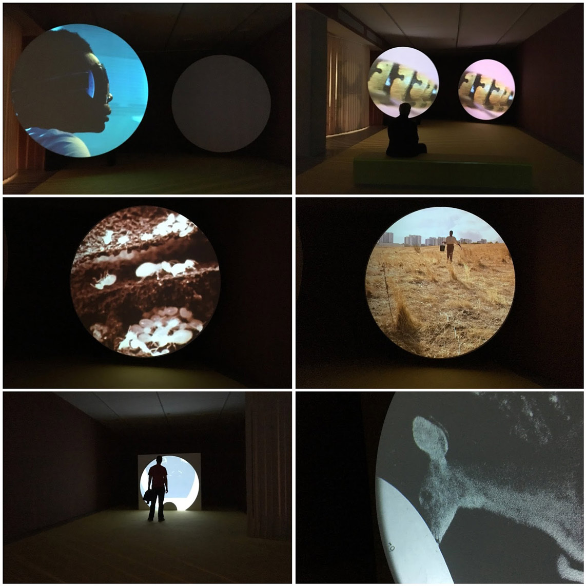 Preservation of the species in Olho Zoomórfico, by Mariana Silva