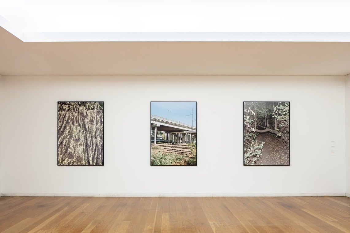 Police dog / Stray dog: Miguel Marquês at Serralves