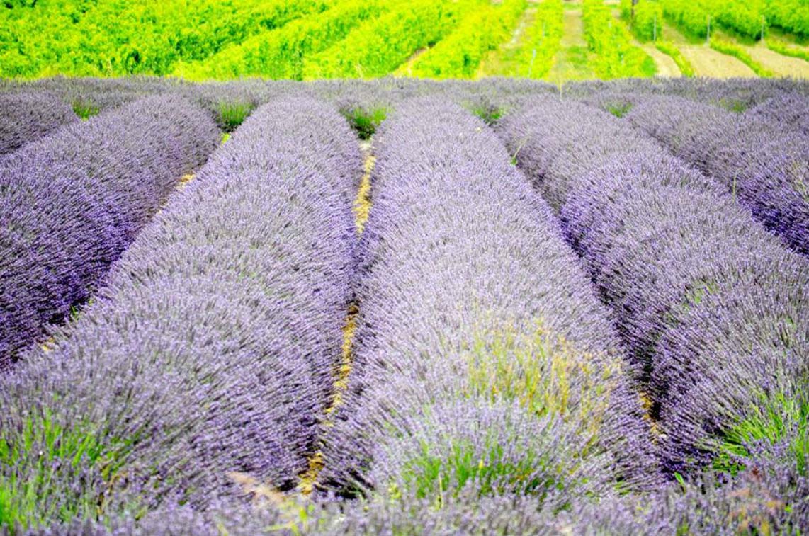 Lavanda